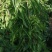 炮仗花种植基地各种规格齐全现货低价批发