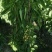 炮仗花种植基地各种规格齐全现货低价批发
