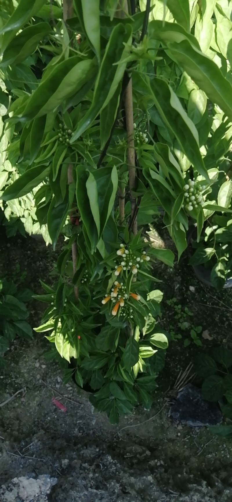 炮仗花种植基地各种规格齐全现货低价批发