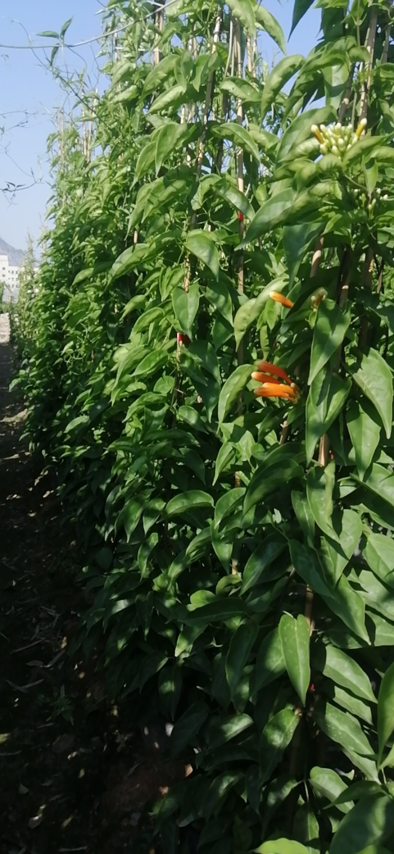 炮仗花种植基地各种规格齐全现货低价批发