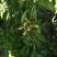 炮仗花种植基地各种规格齐全现货低价批发