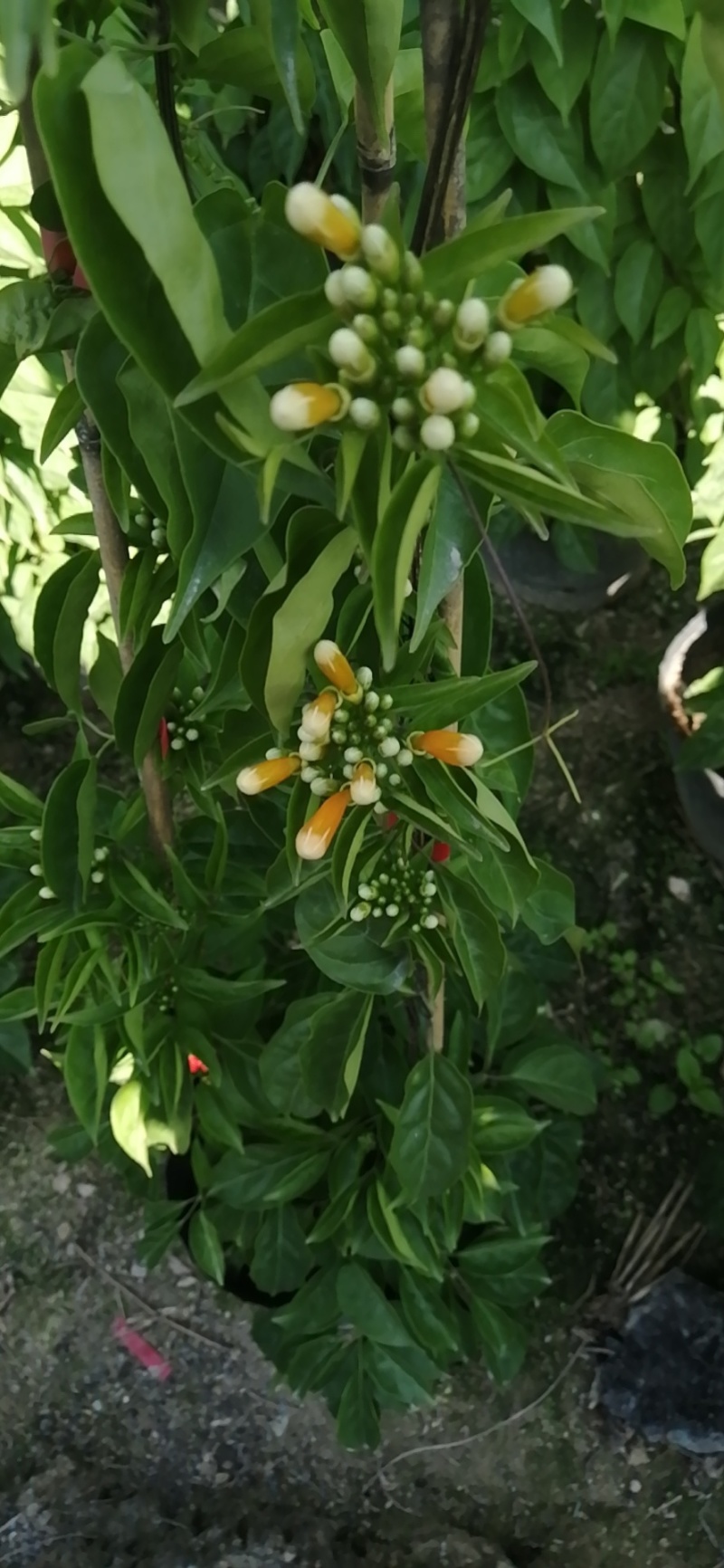炮仗花种植基地各种规格齐全现货低价批发