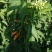 炮仗花种植基地各种规格齐全现货低价批发