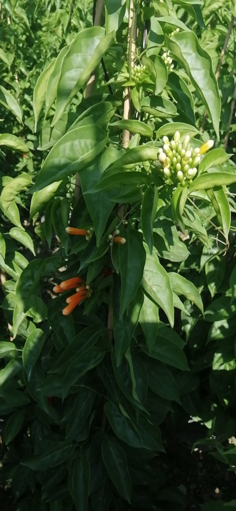 炮仗花种植基地各种规格齐全现货低价批发