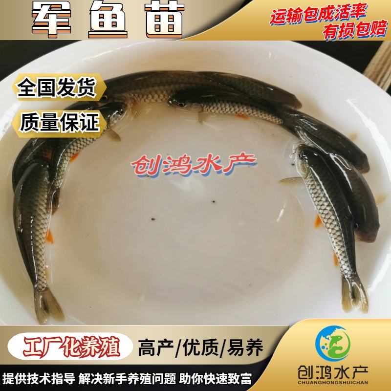 【淡水养殖】优质青竹鲩鱼苗光倒刺鲃鱼苗军鱼苗