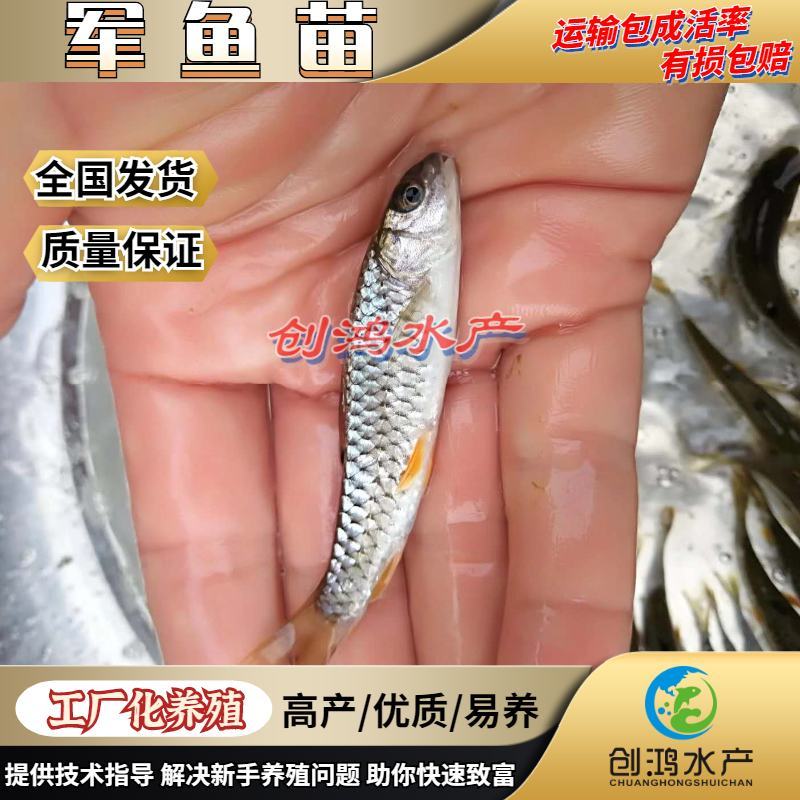 【淡水养殖】优质青竹鲩鱼苗光倒刺鲃鱼苗军鱼苗