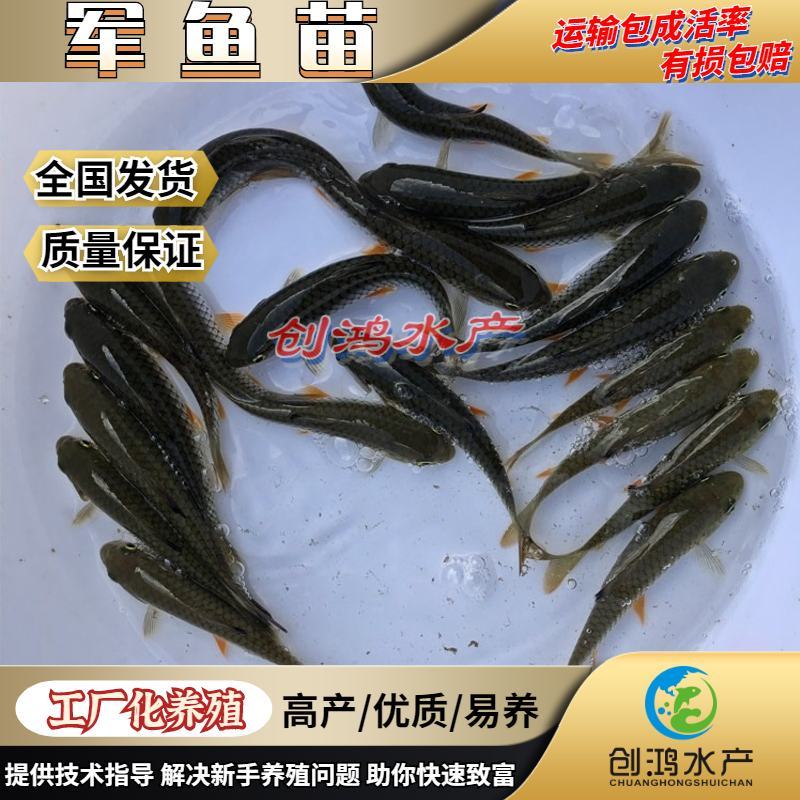 【淡水养殖】优质青竹鲩鱼苗光倒刺鲃鱼苗军鱼苗
