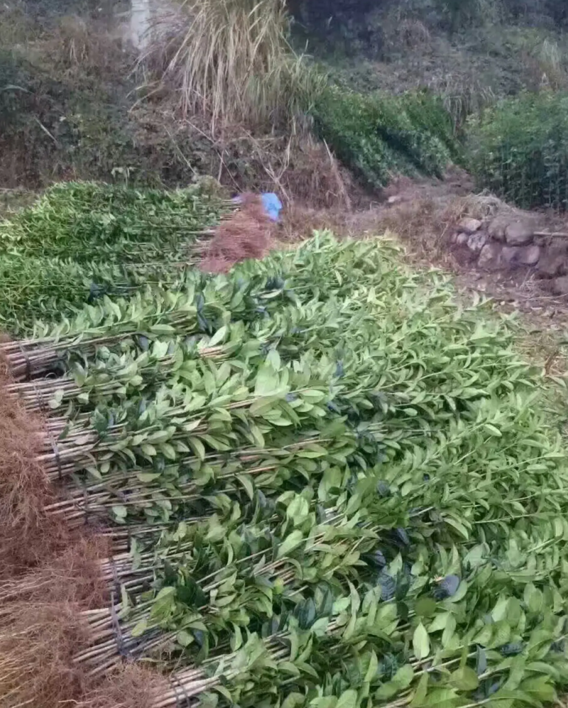 【热销】桂花条子桂花苗基地直供欢迎致电诚信代办