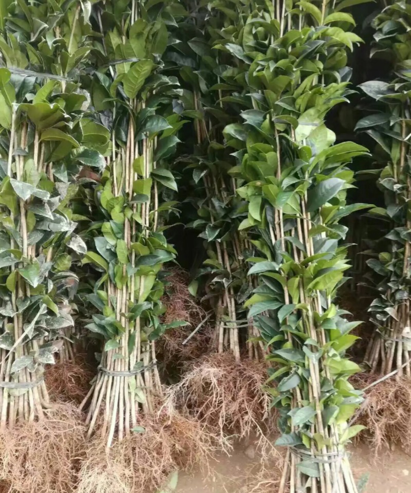 【热销】桂花条子桂花苗基地直供欢迎致电诚信代办