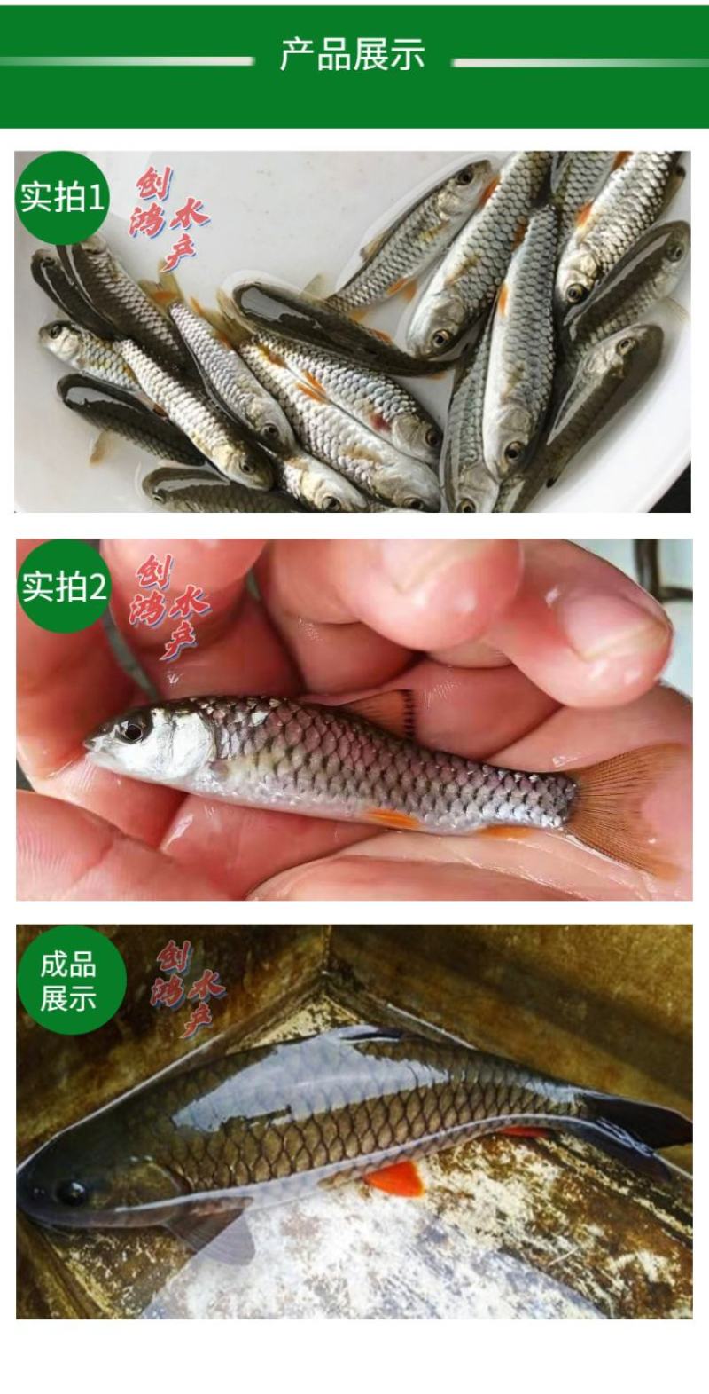 【淡水养殖】优质青竹鲩鱼苗光倒刺鲃鱼苗军鱼苗