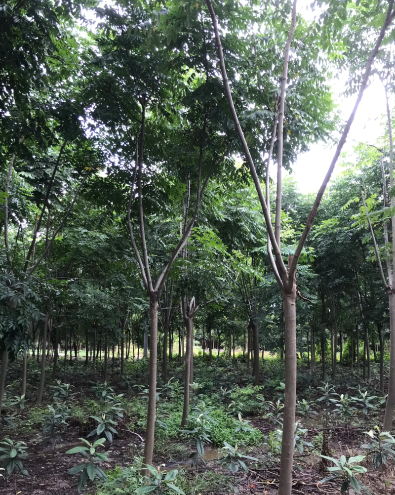 【热销】栾树绿化苗木基地直供欢迎致电诚信代办