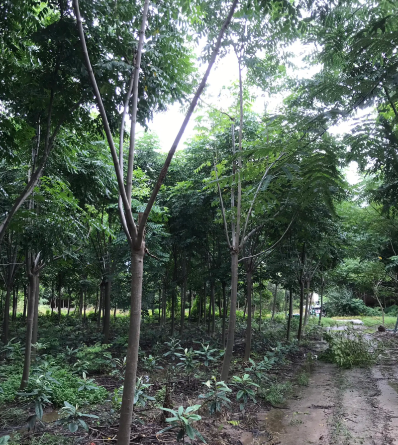 【热销】栾树绿化苗木基地直供欢迎致电诚信代办