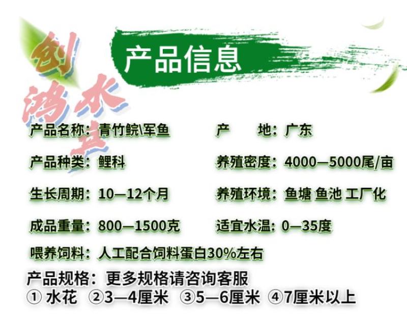 【特价批发】优质青竹鲩鱼苗光倒刺鲃鱼苗军鱼苗