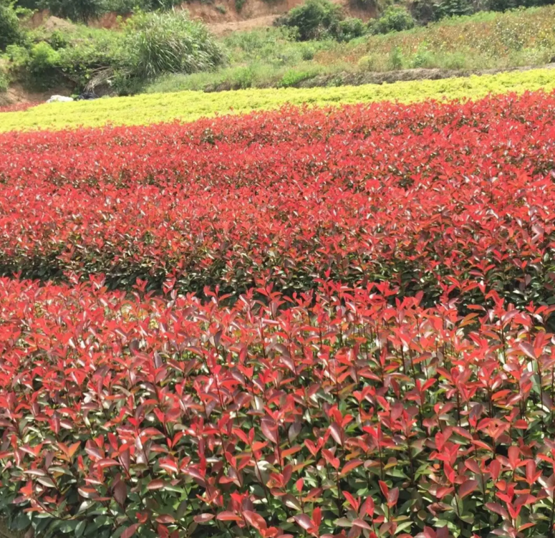 【热销】红叶石楠石楠树基地直供欢迎致电诚信代办