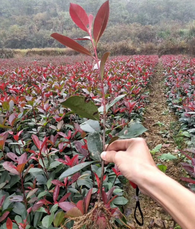 【热销】红叶石楠石楠树基地直供欢迎致电诚信代办