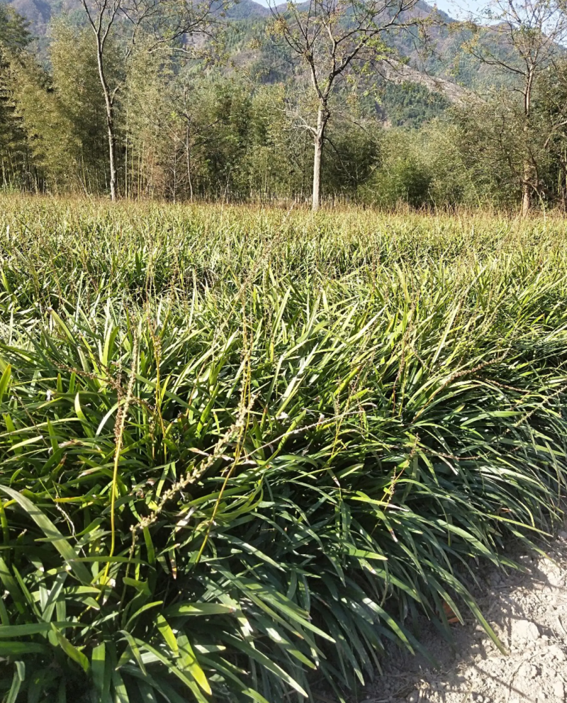 【热销】麦冬苗地被草坪基地直供欢迎致电诚信