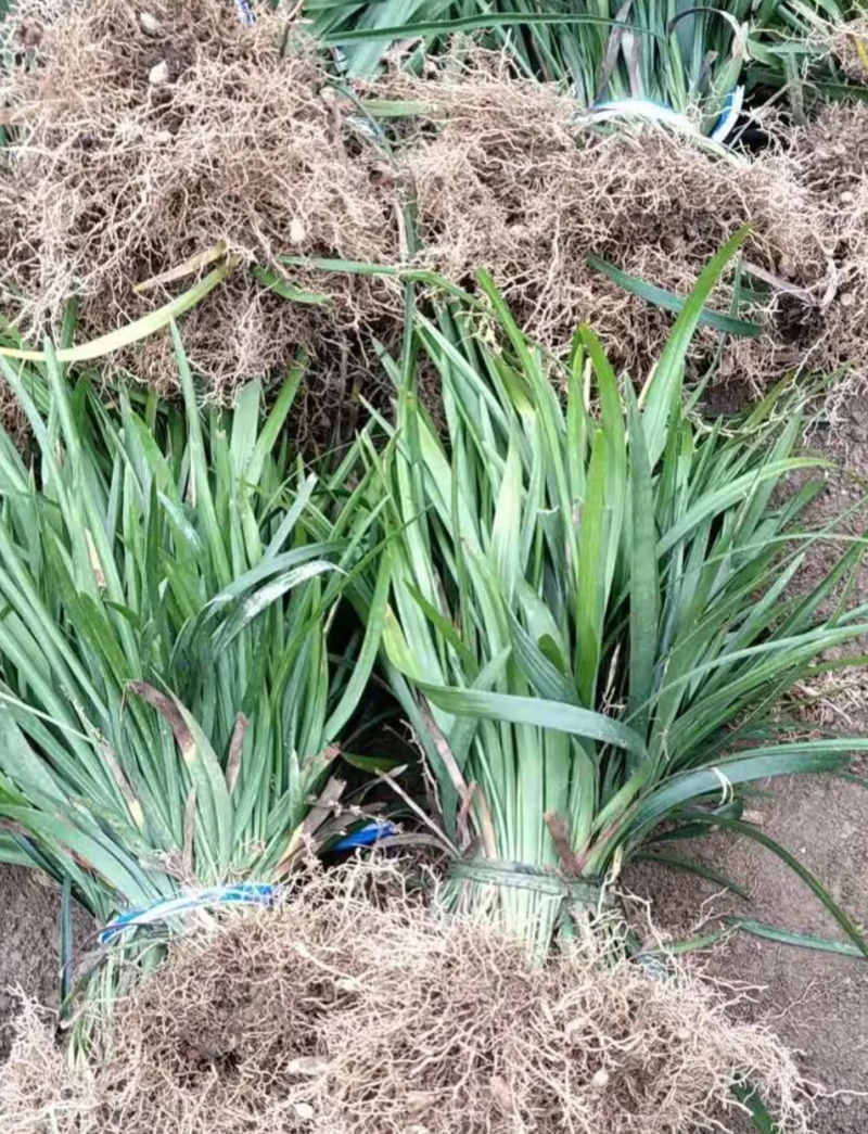 【热销】麦冬苗地被草坪基地直供欢迎致电诚信