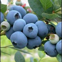 蓝莓苗蓝宝石苗，兔眼蓝莓苗，