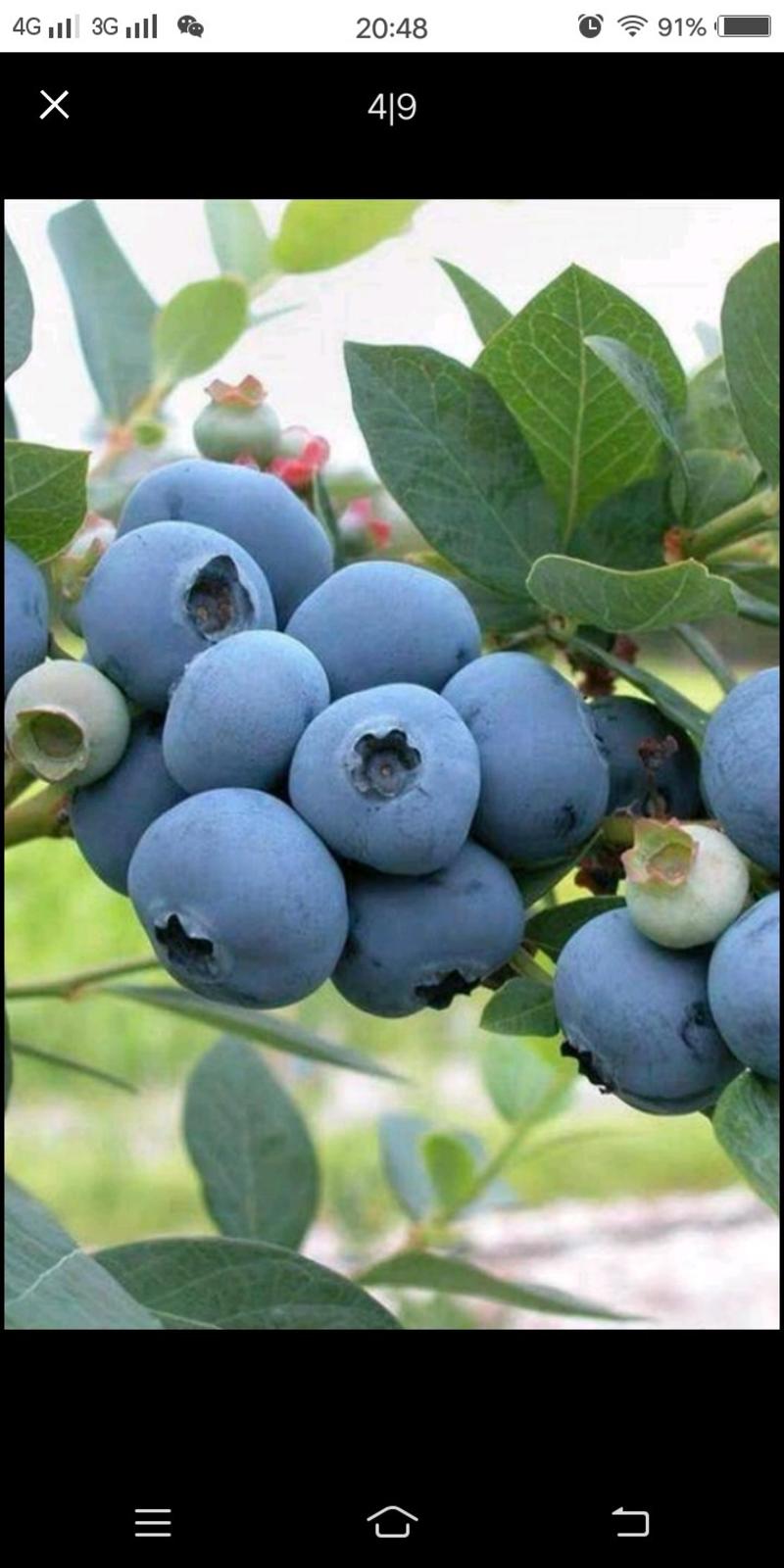 蓝莓苗蓝宝石苗，兔眼蓝莓苗，