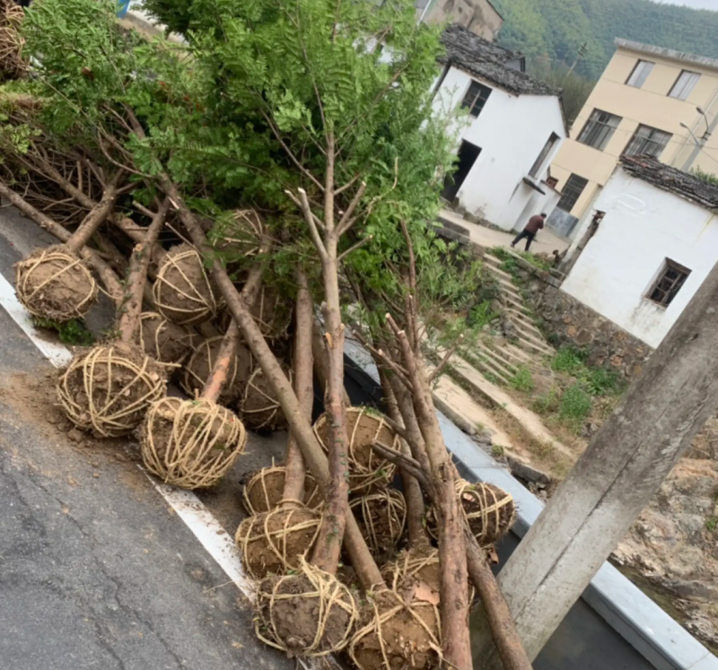 【热销】红豆杉杉树基地直供欢迎致电诚信代办