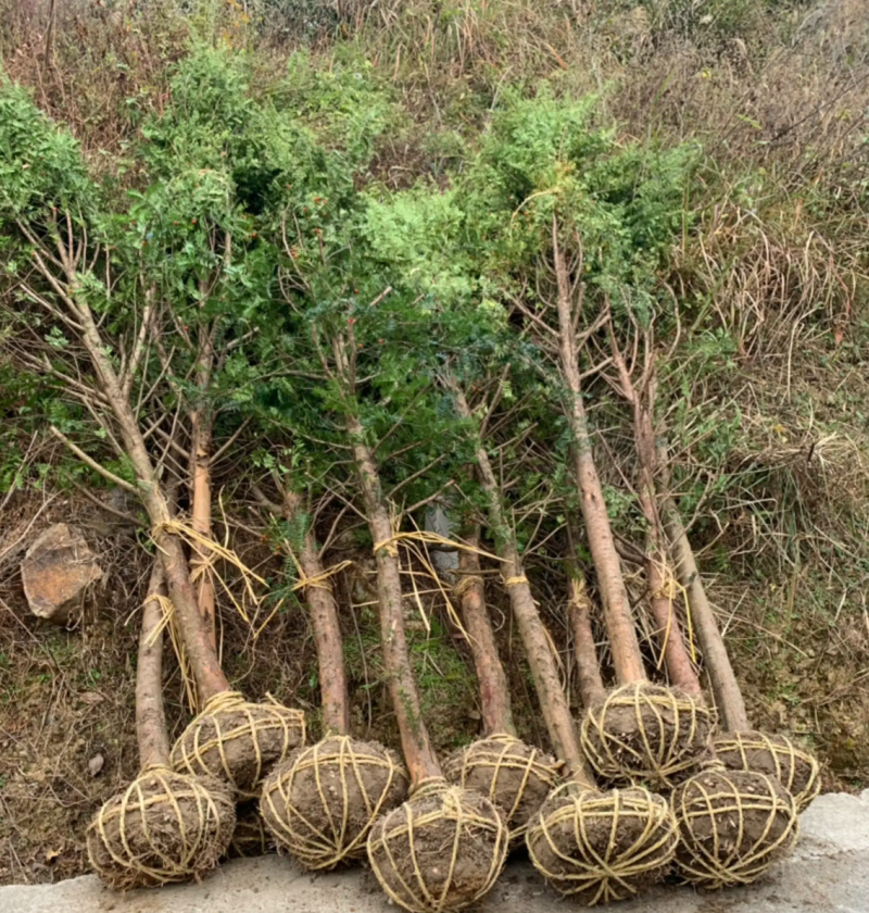 【热销】红豆杉杉树基地直供欢迎致电诚信代办