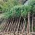 【热销】红豆杉杉树基地直供欢迎致电诚信代办