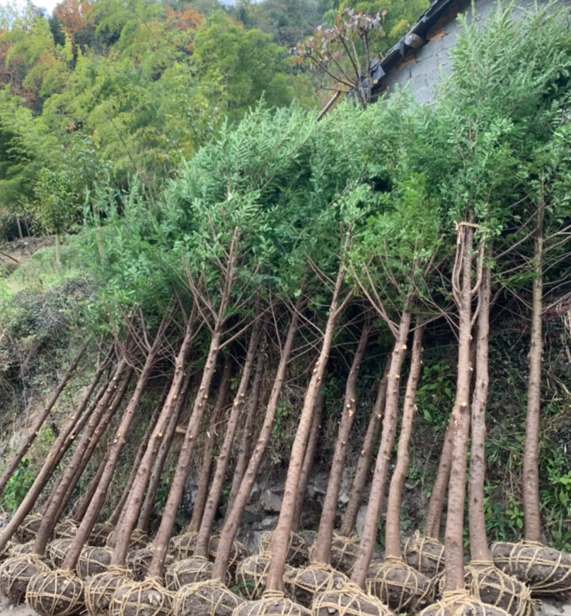 【热销】红豆杉杉树基地直供欢迎致电诚信代办