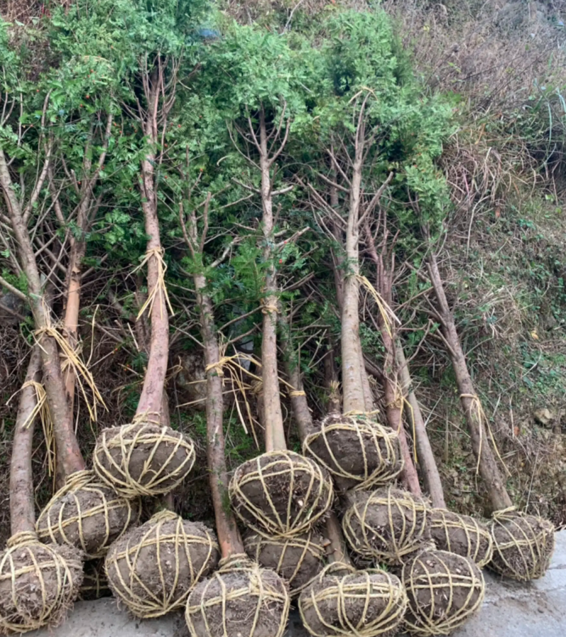 【热销】红豆杉杉树基地直供欢迎致电诚信代办