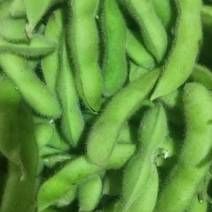 翠绿宝毛豆-基地直供-货源充足-保证质量。
