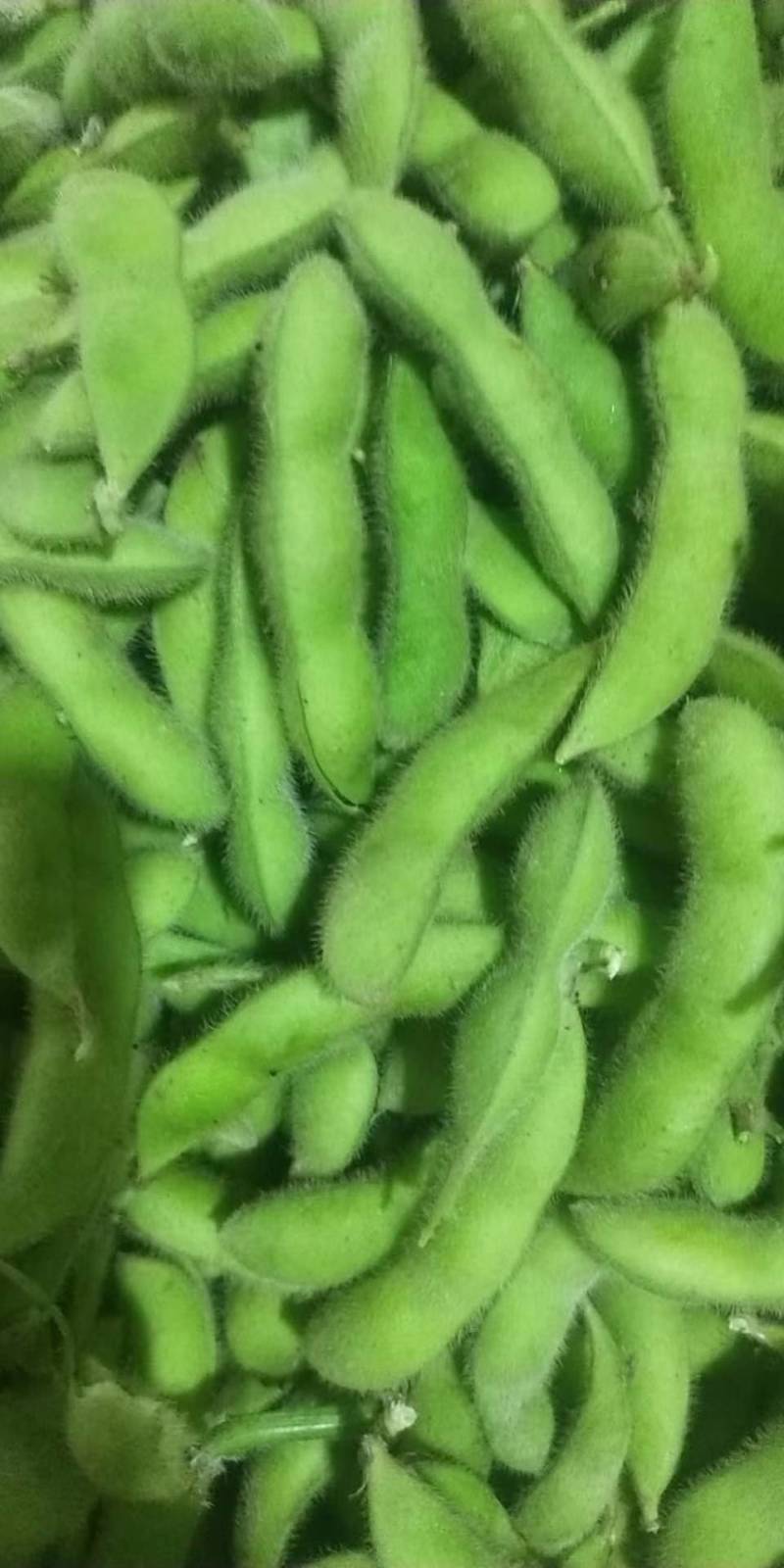 翠绿宝毛豆-基地直供-货源充足-保证质量。