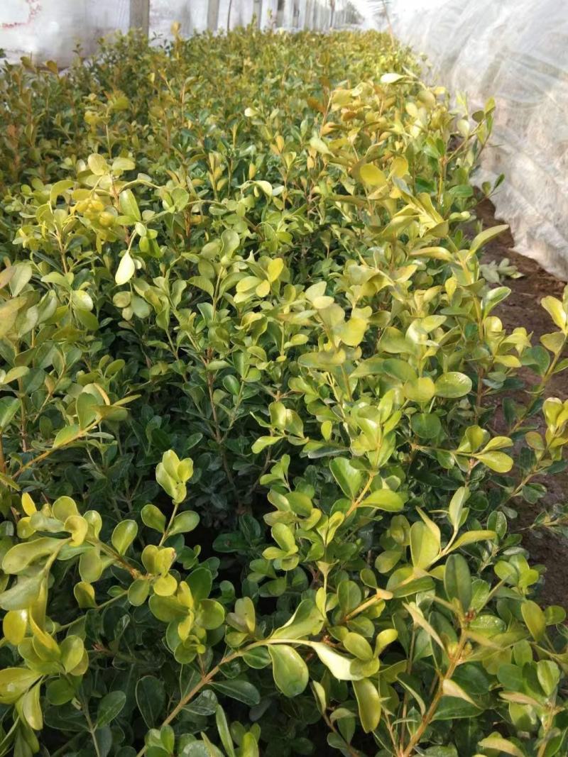 地载瓜子黄杨（豆瓣，小叶黄杨），大量优质现货