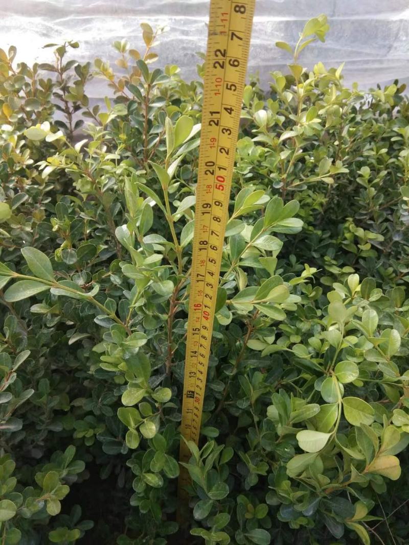 地载瓜子黄杨（豆瓣，小叶黄杨），大量优质现货
