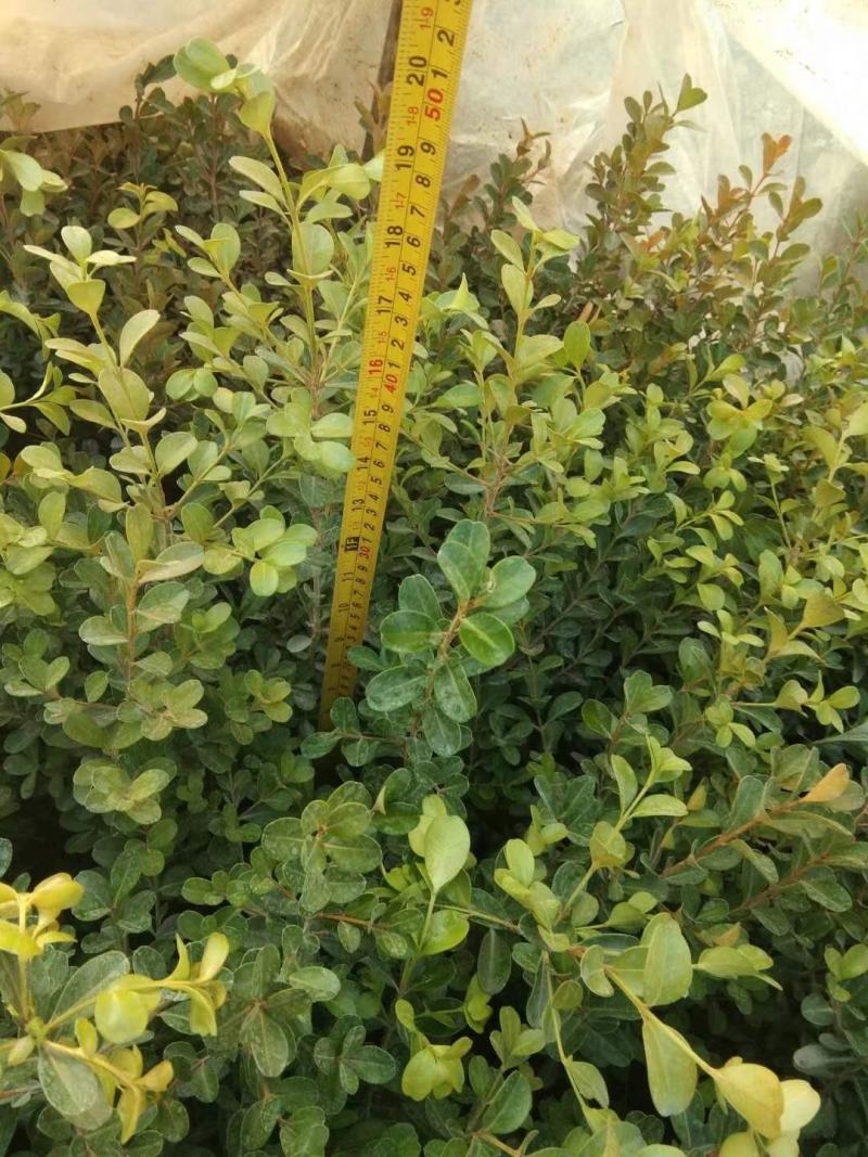 地载瓜子黄杨（豆瓣，小叶黄杨），大量优质现货