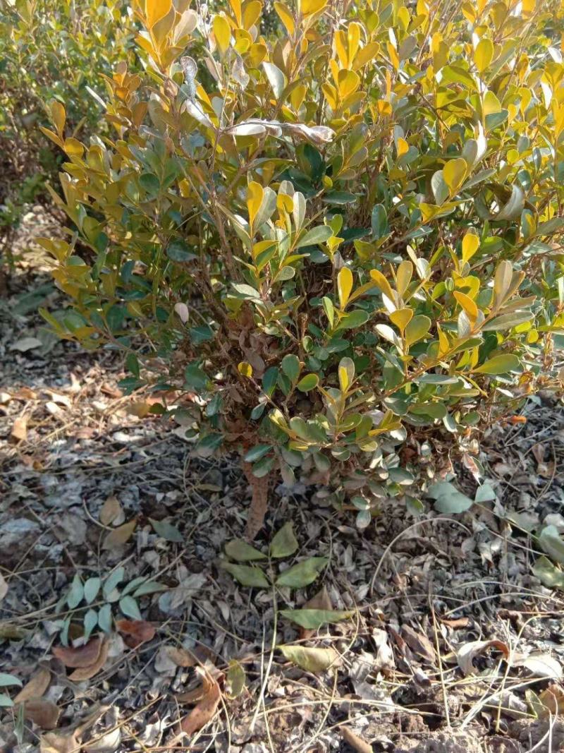 地载瓜子黄杨（豆瓣，小叶黄杨），大量优质现货