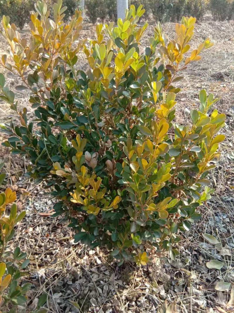 地载瓜子黄杨（豆瓣，小叶黄杨），大量优质现货