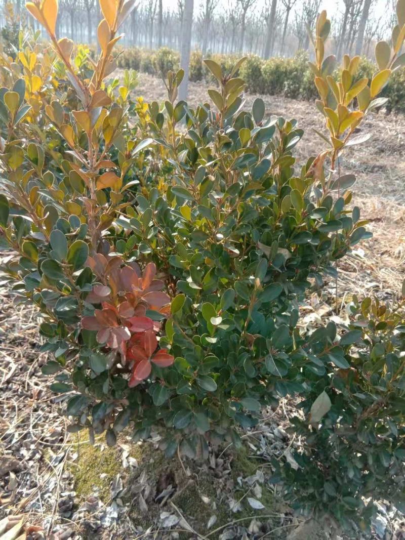 地载瓜子黄杨（豆瓣，小叶黄杨），大量优质现货