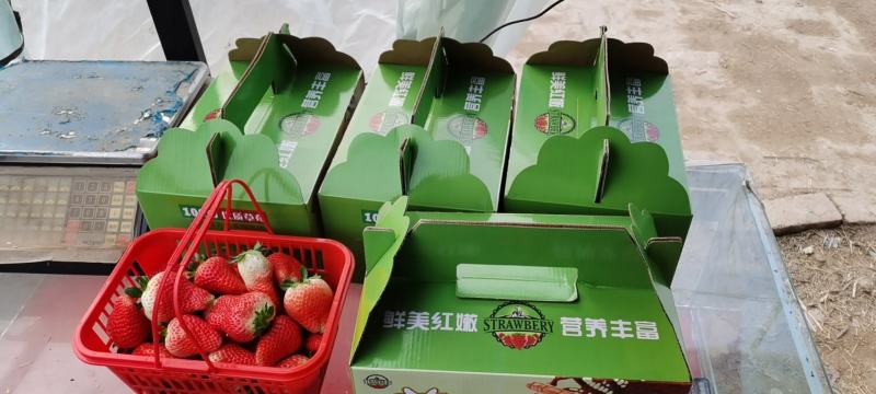 夏邑县新鲜牛奶草莓，草莓基地，产地直供。量大从优