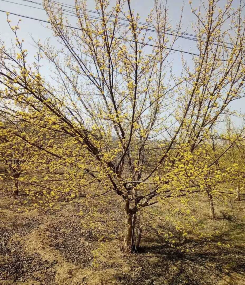 【热销】山茱萸绿化苗木基地直供欢迎致电诚信代办