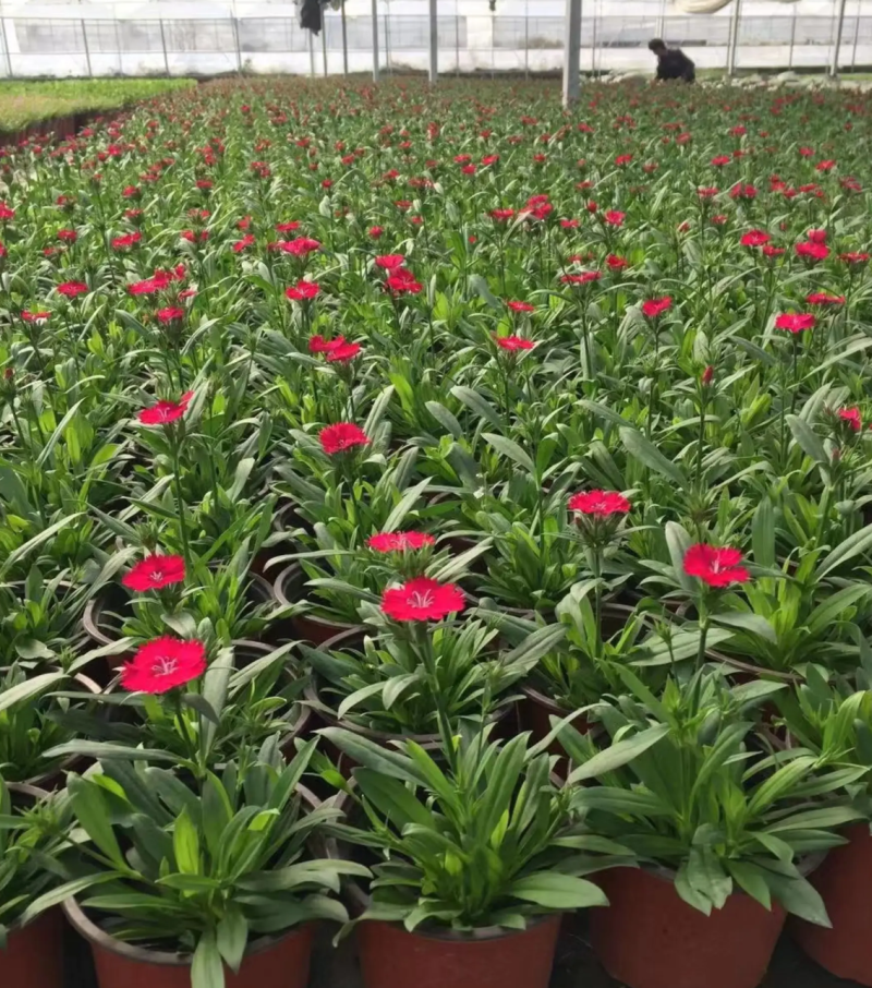 【热销】石竹凤仙绿化花卉基地直供欢迎致电诚信代办