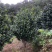 【热销】茶花树绿化花卉基地直供欢迎致电诚信代办