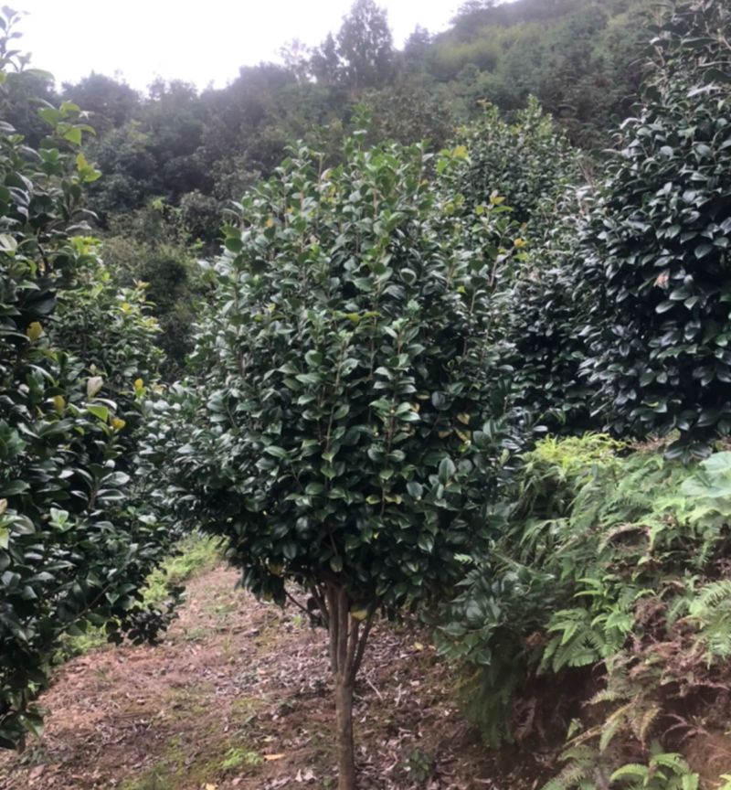 【热销】茶花树绿化花卉基地直供欢迎致电诚信代办