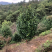 【热销】茶花树绿化花卉基地直供欢迎致电诚信代办