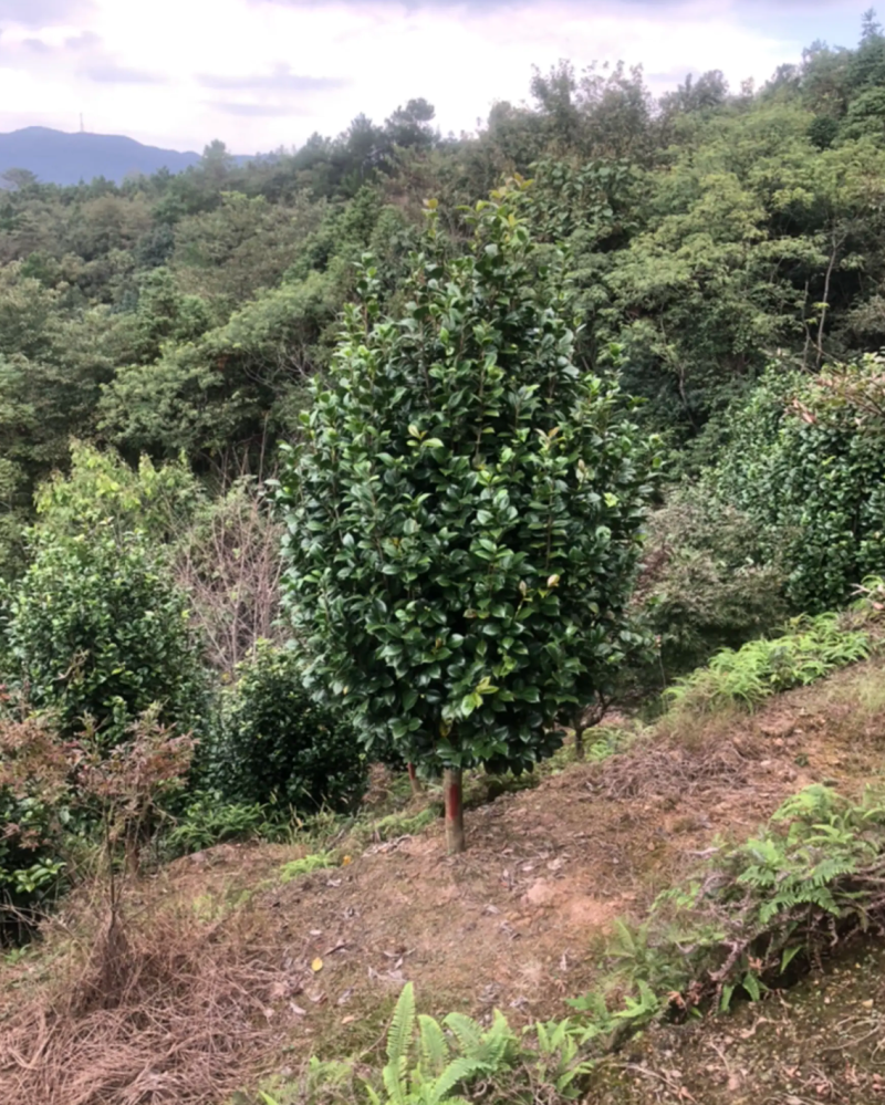 【热销】茶花树绿化花卉基地直供欢迎致电诚信代办