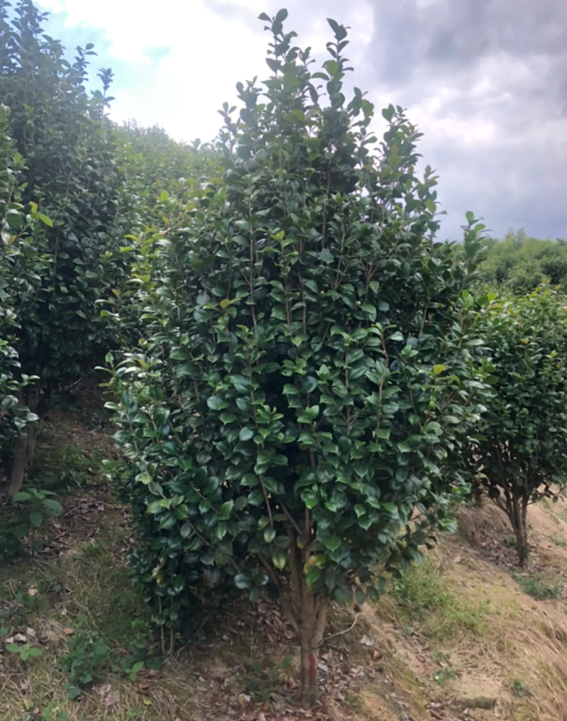 【热销】茶花树绿化花卉基地直供欢迎致电诚信代办