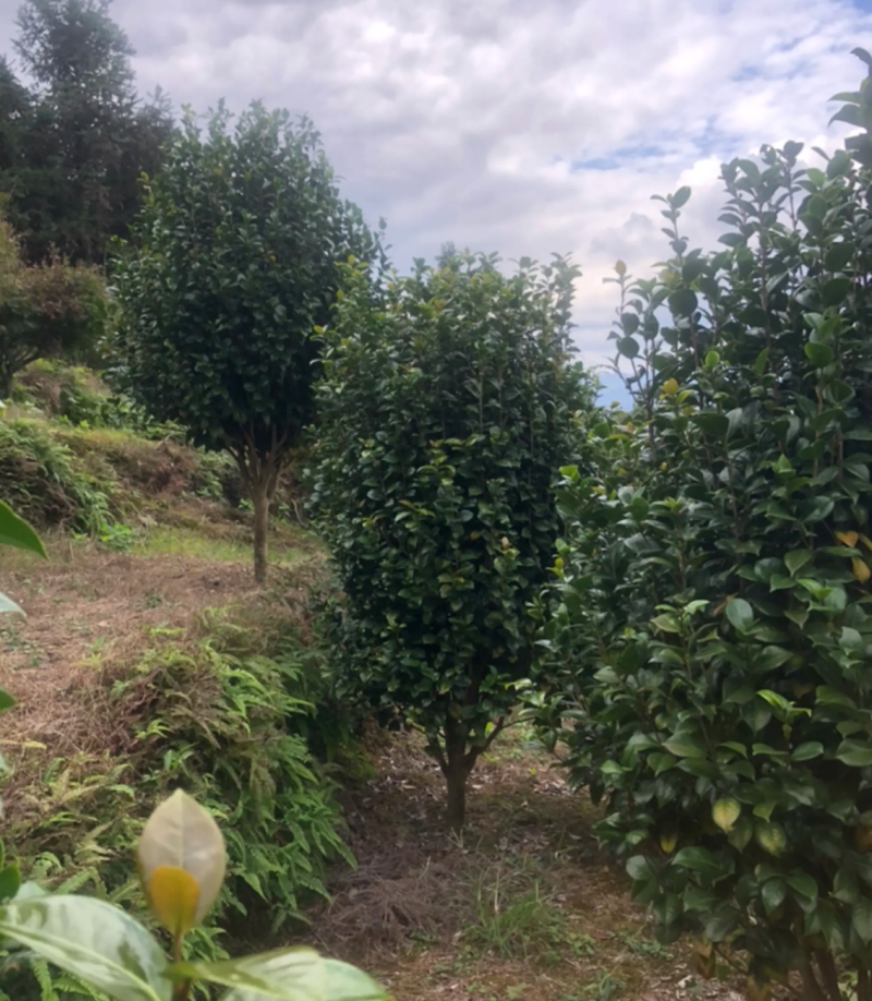 【热销】茶花树绿化花卉基地直供欢迎致电诚信代办