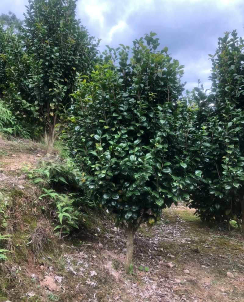 【热销】茶花树绿化花卉基地直供欢迎致电诚信代办