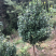 【热销】茶花树绿化花卉基地直供欢迎致电诚信代办