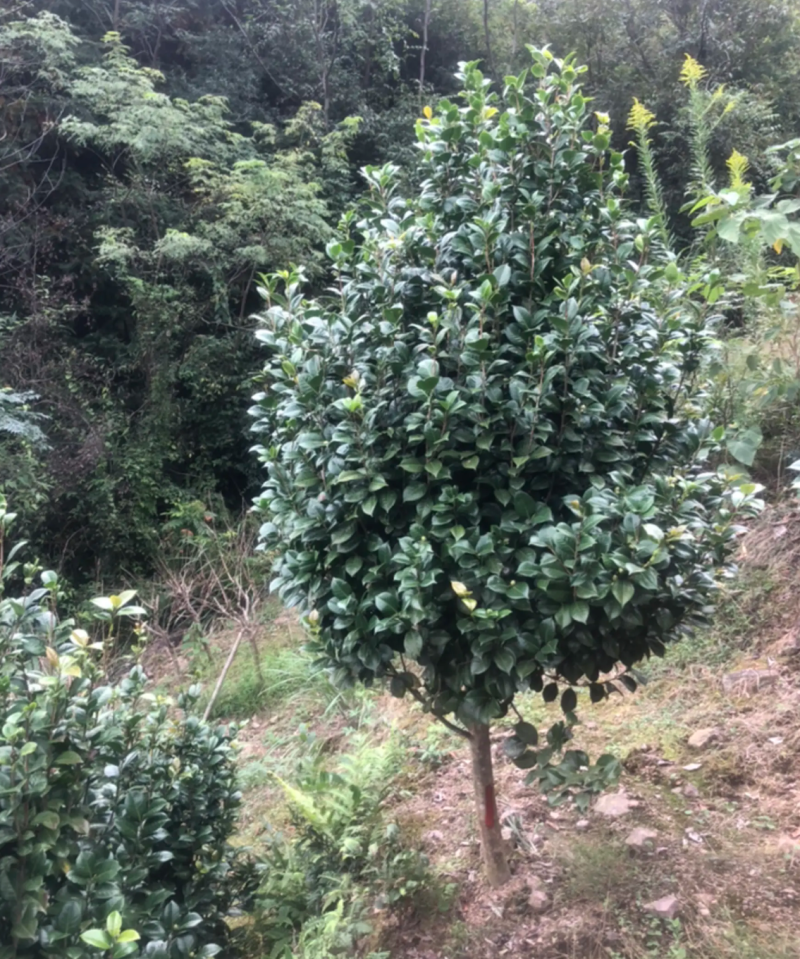 【热销】茶花树绿化花卉基地直供欢迎致电诚信代办