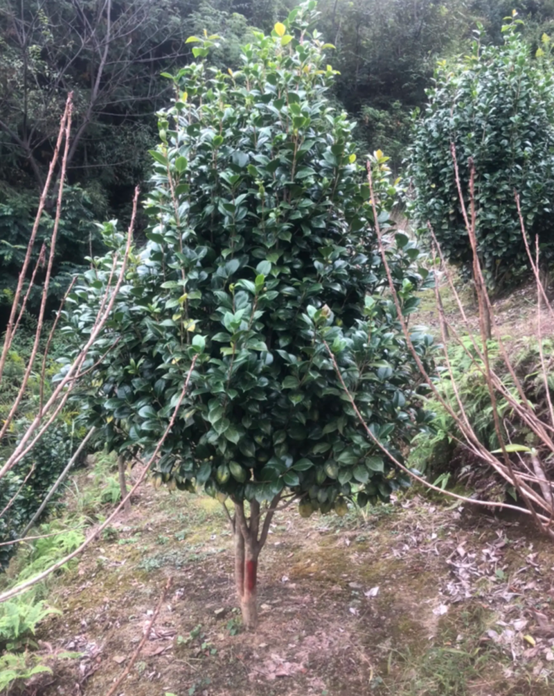 【热销】茶花树绿化花卉基地直供欢迎致电诚信代办