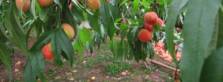 秋彤桃与秋甜桃对比图